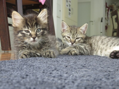 3 entzückende Katzenbabies (2 Kater, 1 Katze), EKH Jungtier - Kater