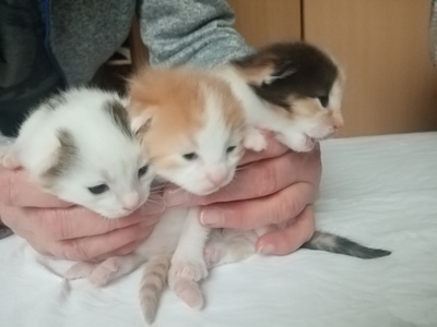 3 süße Fellnasen, europäische Kurzhaar Jungtier - Katze