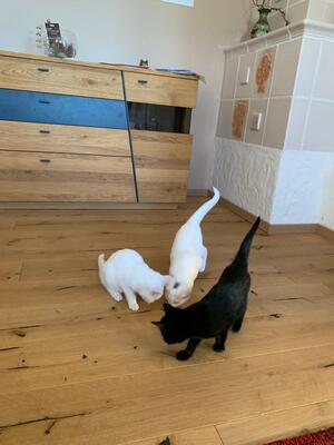 3 süße Katzen suchen Zuhause für immer!, europäisch Kurzhaar Jungtier - Katze