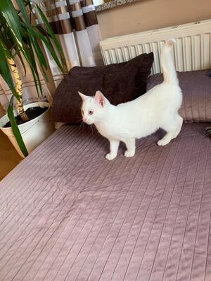 3 süße Katzen suchen Zuhause für immer!, europäisch Kurzhaar Jungtier - Katze