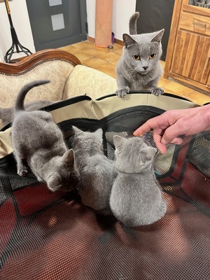 3 verspielte kuschelige sozialisierte Chartreux Kartäuser Kitten (Reinrassig)