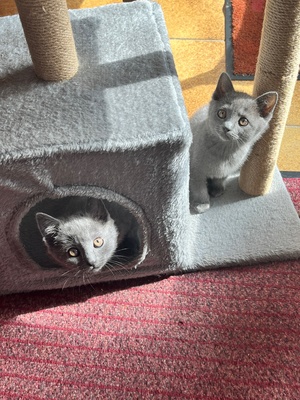 3 verspielte kuschelige sozialisierte Chartreux Kartäuser Kitten (Reinrassig), Chartreux Jungtier - Kater