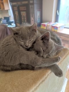 3 verspielte kuschelige sozialisierte Chartreux Kartäuser Kitten (Reinrassig), Chartreux Jungtier - Kater