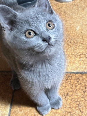 3 verspielte kuschelige sozialisierte Chartreux Kartäuser Kitten (Reinrassig), Chartreux Jungtier - Kater