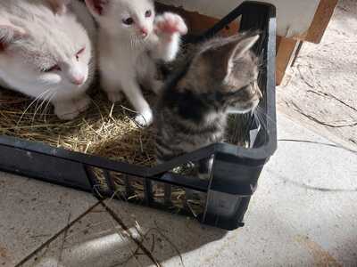 4 Bauernkatzen Babys Jungtier - Katze 1