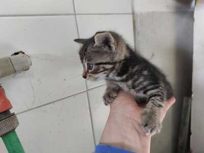 4 Bauernkatzen Babys Jungtier - Katze