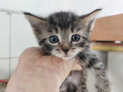 4 Bauernkatzen Babys Jungtier - Katze