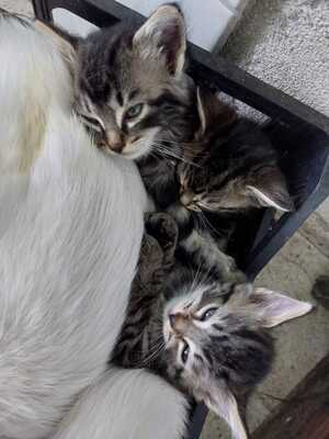 4 Bauernkatzen Babys Jungtier - Katze