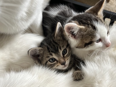 4 Bauernkatzen Babys Jungtier - Katze