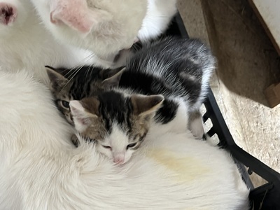 4 Bauernkatzen Babys Jungtier - Katze