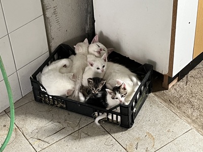 4 Bauernkatzen Babys Jungtier - Katze