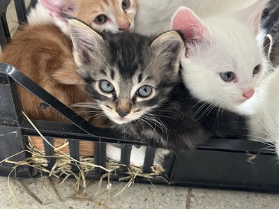 4 Bauernkatzen Babys Jungtier - Katze