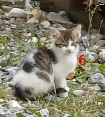 4 Bauernkatzen Babys Jungtier - Katze