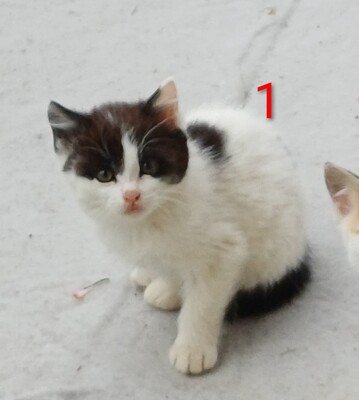 4 Bauernkatzen Babys Jungtier - Katze