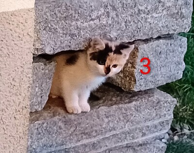 4 Bauernkatzen Babys Jungtier - Katze