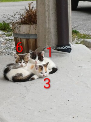 4 Bauernkatzen Babys Jungtier - Katze