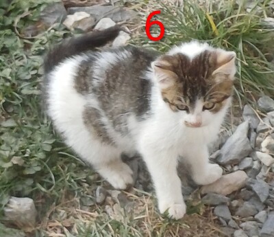 4 Bauernkatzen Babys Jungtier - Katze