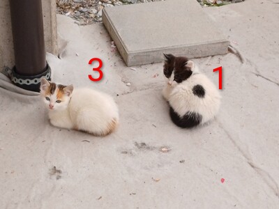 4 Bauernkatzen Babys Jungtier - Katze