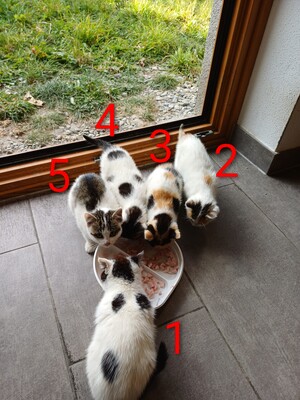 4 Bauernkatzen Babys Jungtier - Katze