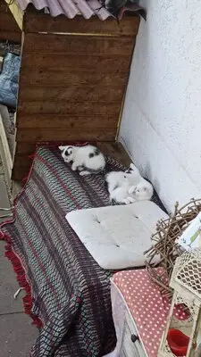 4 Katzenbabys abzugeben, Hauskatze Jungtier - Katze