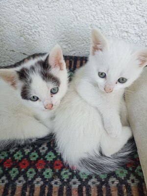 4 Katzenbabys abzugeben, Hauskatze Jungtier - Katze