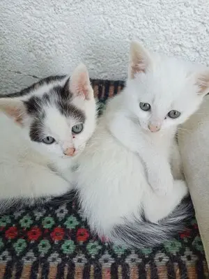 4 Katzenbabys abzugeben, Hauskatze Jungtier - Katze