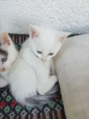 4 Katzenbabys abzugeben, Hauskatze Jungtier - Katze
