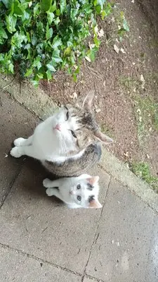 4 Katzenbabys abzugeben, Hauskatze Jungtier - Katze