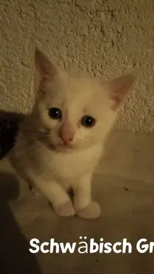 4 Katzenbabys abzugeben, Hauskatze Jungtier - Katze