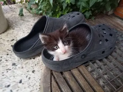 4 Katzenbabys abzugeben, Hauskatze Jungtier - Katze