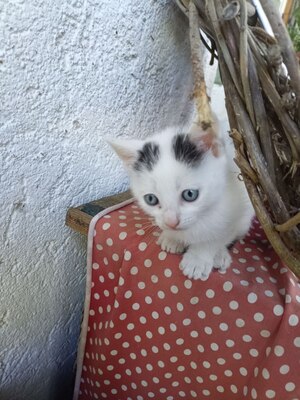 4 Katzenbabys abzugeben, Hauskatze Jungtier - Katze