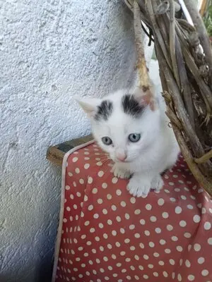 4 Katzenbabys abzugeben, Hauskatze Jungtier - Katze