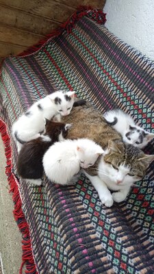 4 Katzenbabys abzugeben, Hauskatze Jungtier - Katze