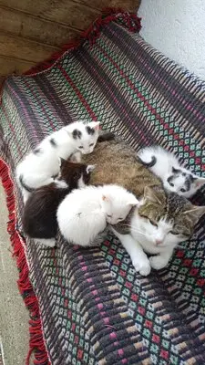 4 Katzenbabys abzugeben, Hauskatze Jungtier - Katze