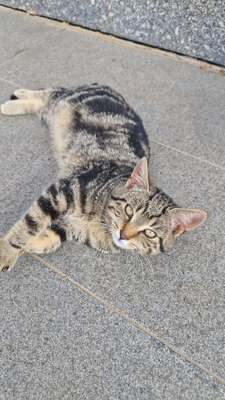4 junge Kätzchen suchen ein neues Zuhause Jungtier - Katze