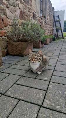 4 junge Kätzchen suchen ein neues Zuhause Jungtier - Katze