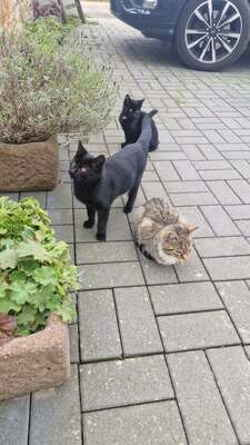 4 junge Kätzchen suchen ein neues Zuhause Jungtier - Katze