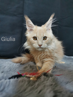 4 zuckersüße Maine Coon Babies, Maine-Coon Jungtier - Katze