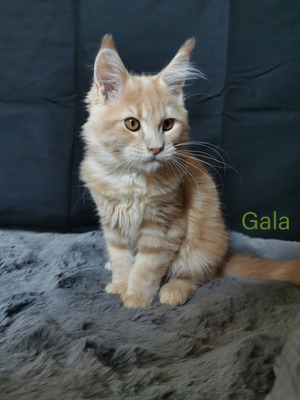 4 zuckersüße Maine Coon Babies, Maine-Coon Jungtier - Katze