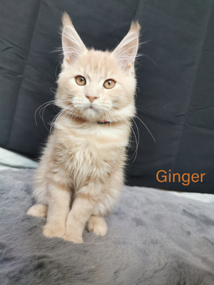 4 zuckersüße Maine Coon Babies, Maine-Coon Jungtier - Katze