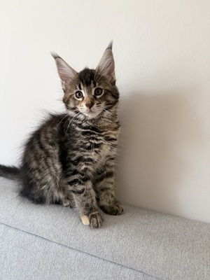 6 wunderschöne Maine-Coon-Kätzchen – Abgabe ab