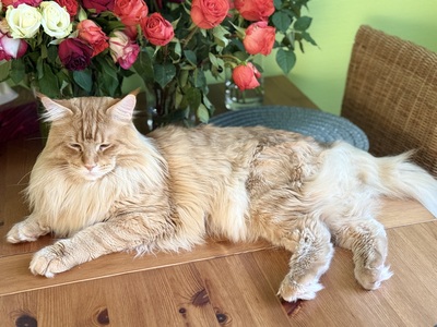 6 wunderschöne Maine-Coon-Kätzchen – Abgabe ab, MAINE COON KITTEN Jungtier - Katze
