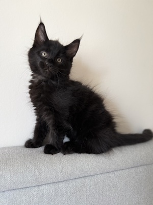 6 wunderschöne Maine-Coon-Kätzchen, MAINE COON KITTEN Jungtier - Katze