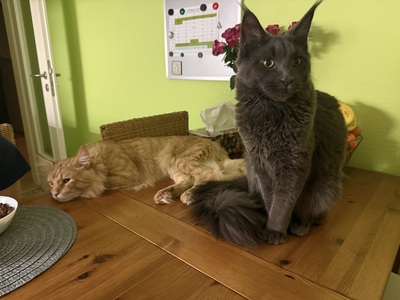 6 wunderschöne Maine-Coon-Kätzchen, MAINE COON KITTEN Jungtier - Katze