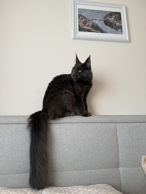 6 wunderschöne Maine-Coon-Kätzchen, MAINE COON KITTEN Jungtier - Katze