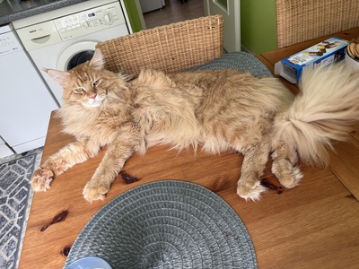 6 wunderschöne Maine-Coon-Kätzchen, MAINE COON KITTEN Jungtier - Katze