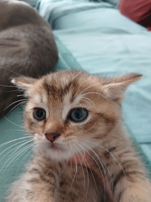 75% BKH und 25% Hauskatze Jungtier - Kater 1