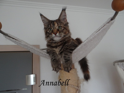 A-Kitten, Main Coon Jungtier - Katze