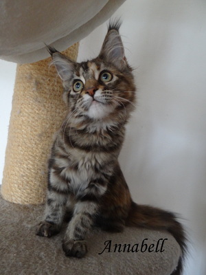 A-Kitten, Main Coon Jungtier - Katze