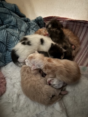 A und B Wurf, MAINE COON KITTEN Jungtier - Katze